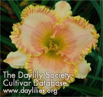 Daylily Coventry Ruffles